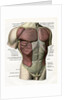 Illustration of the Muscles and Ligaments of the Human Torso by Anonymous