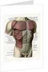 Illustration of the Muscles and Ligaments of the Human Torso by Anonymous