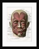 Frontal View of the Muscles of the Human Face by Anonymous