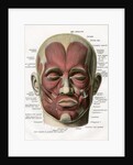 Frontal View of the Muscles of the Human Face by Anonymous