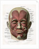 Frontal View of the Muscles of the Human Face by Anonymous