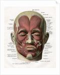 Frontal View of the Muscles of the Human Face by Anonymous