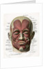 Frontal View of the Muscles of the Human Face by Anonymous