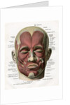 Frontal View of the Muscles of the Human Face by Anonymous