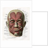 Frontal View of the Muscles of the Human Face by Anonymous