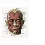 Frontal View of the Muscles of the Human Face by Anonymous