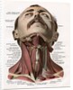 Frontal View of the Muscles and Glands of the Human Neck by Corbis