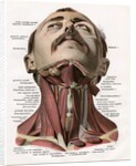 Frontal View of the Muscles and Glands of the Human Neck by Corbis