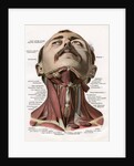 Frontal View of the Muscles and Glands of the Human Neck by Corbis