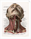 Frontal View of the Muscles and Glands of the Human Neck by Corbis