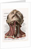 Frontal View of the Muscles and Glands of the Human Neck by Corbis