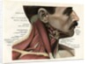 Lateral View of the Muscles and Glands of the Human Neck by Anonymous
