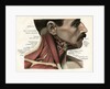 Lateral View of the Muscles and Glands of the Human Neck by Anonymous