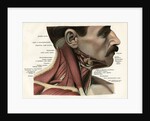 Lateral View of the Muscles and Glands of the Human Neck by Anonymous