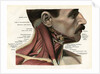 Lateral View of the Muscles and Glands of the Human Neck by Anonymous
