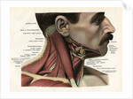 Lateral View of the Muscles and Glands of the Human Neck by Anonymous