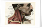 Lateral View of the Muscles and Glands of the Human Neck by Anonymous