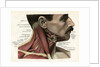 Lateral View of the Muscles and Glands of the Human Neck by Anonymous