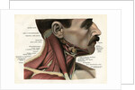 Lateral View of the Muscles and Glands of the Human Neck by Anonymous