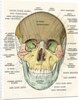 Anterior or Frontal Diagram of Human Skull by Anonymous