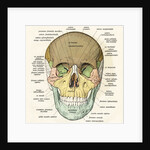 Anterior or Frontal Diagram of Human Skull by Anonymous