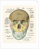 Anterior or Frontal Diagram of Human Skull by Anonymous