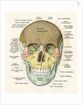 Anterior or Frontal Diagram of Human Skull by Anonymous