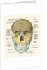 Anterior or Frontal Diagram of Human Skull by Anonymous