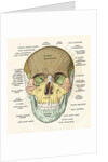 Anterior or Frontal Diagram of Human Skull by Anonymous