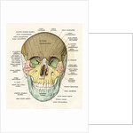 Anterior or Frontal Diagram of Human Skull by Anonymous