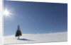 Evergreen tree in Snowy Field, Biei, Hokkaido, Japan by Anonymous