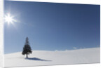 Evergreen tree in Snowy Field, Biei, Hokkaido, Japan by Anonymous