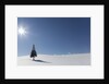 Evergreen tree in Snowy Field, Biei, Hokkaido, Japan by Anonymous