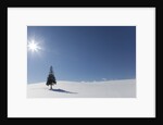 Evergreen tree in Snowy Field, Biei, Hokkaido, Japan by Anonymous
