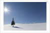 Evergreen tree in Snowy Field, Biei, Hokkaido, Japan by Anonymous