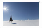 Evergreen tree in Snowy Field, Biei, Hokkaido, Japan by Anonymous