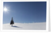 Evergreen tree in Snowy Field, Biei, Hokkaido, Japan by Anonymous