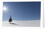 Evergreen tree in Snowy Field, Biei, Hokkaido, Japan by Anonymous