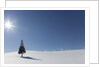 Evergreen tree in Snowy Field, Biei, Hokkaido, Japan by Anonymous
