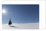 Evergreen tree in Snowy Field, Biei, Hokkaido, Japan by Anonymous