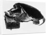 Turtle playing harmonica by Anonymous