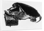 Turtle playing harmonica by Anonymous