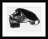 Turtle playing harmonica by Anonymous