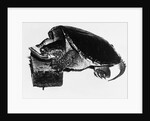Turtle playing harmonica by Anonymous
