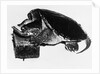 Turtle playing harmonica by Anonymous