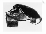 Turtle playing harmonica by Anonymous