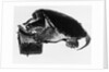 Turtle playing harmonica by Anonymous