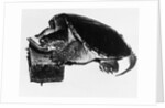 Turtle playing harmonica by Anonymous