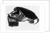 Turtle playing harmonica by Anonymous