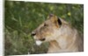 Lioness (Panthera leo), Samburu, Kenya by Anonymous